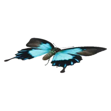 Butterflies